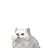 chat :chat: